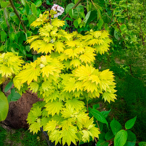 Acer shirasawanum aureum - Erable du Japon doré - Erable du Japon