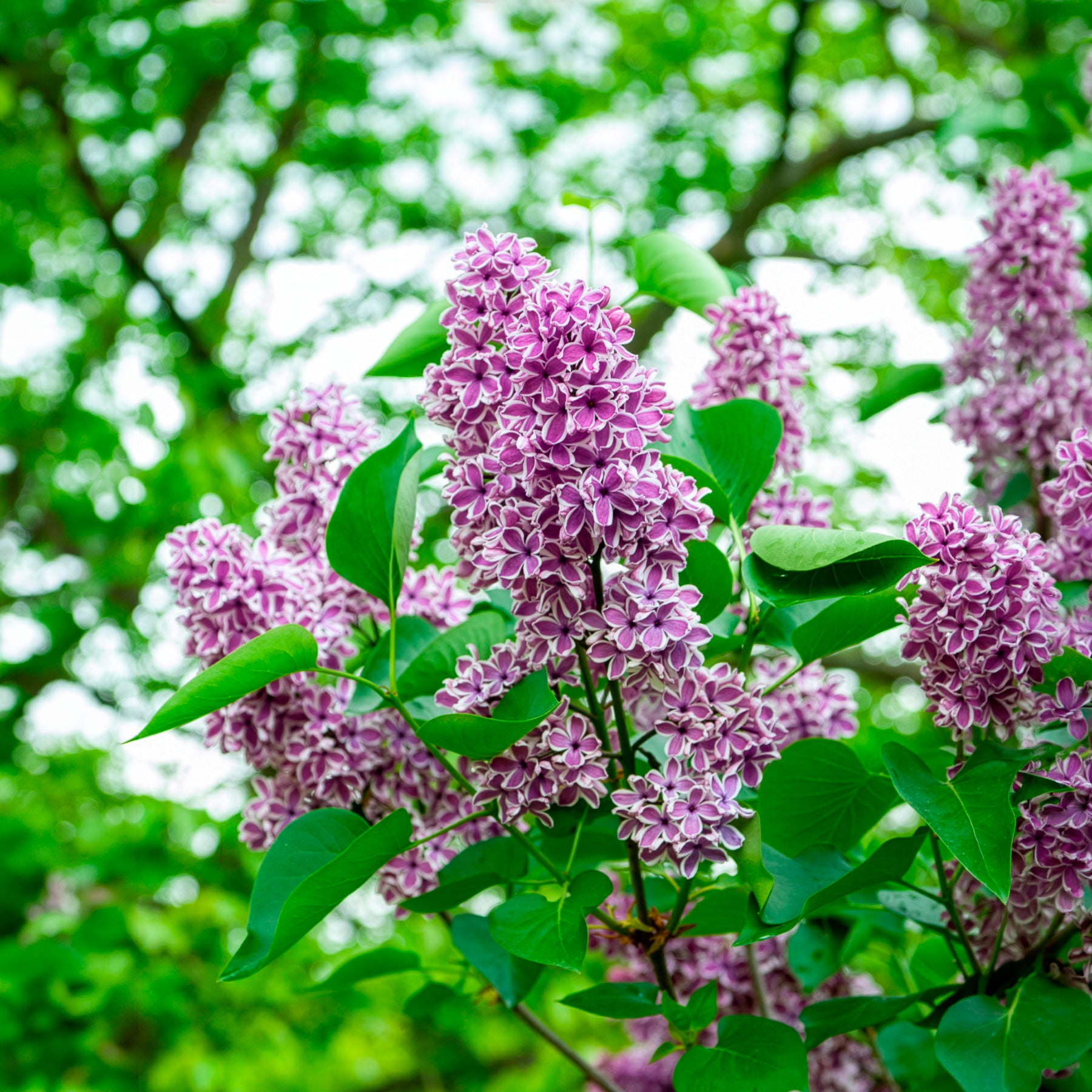 Vente Lilas Sensation