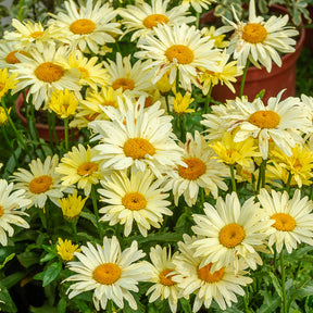 Leucanthemum superbum banana cream - 2 Marguerites d'été Banana Cream - Marguerite