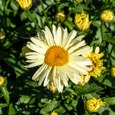 2 Marguerites d'été Banana Cream - Willemse