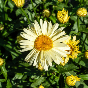 2 Marguerites d'été Banana Cream - Willemse