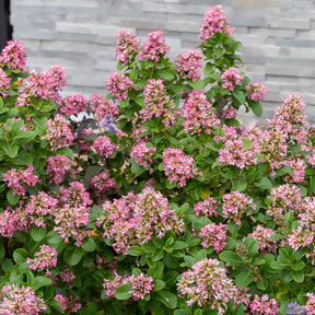 Escallonia Pink Elle - Willemse