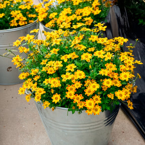 Bidens ferulifolia Beedance Painted Yellow - 3 Bidens rouge orange - Bidens
