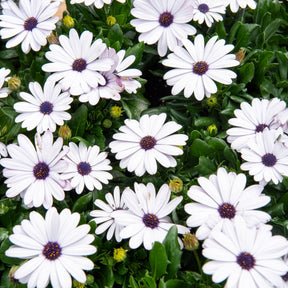 3 Marguerites du Cap blanches - Osteospermum margarita white - Willemse
