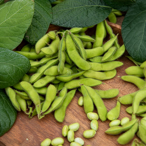 Glycine max - Soja Fiskeby V - Edamame - Légumes rares