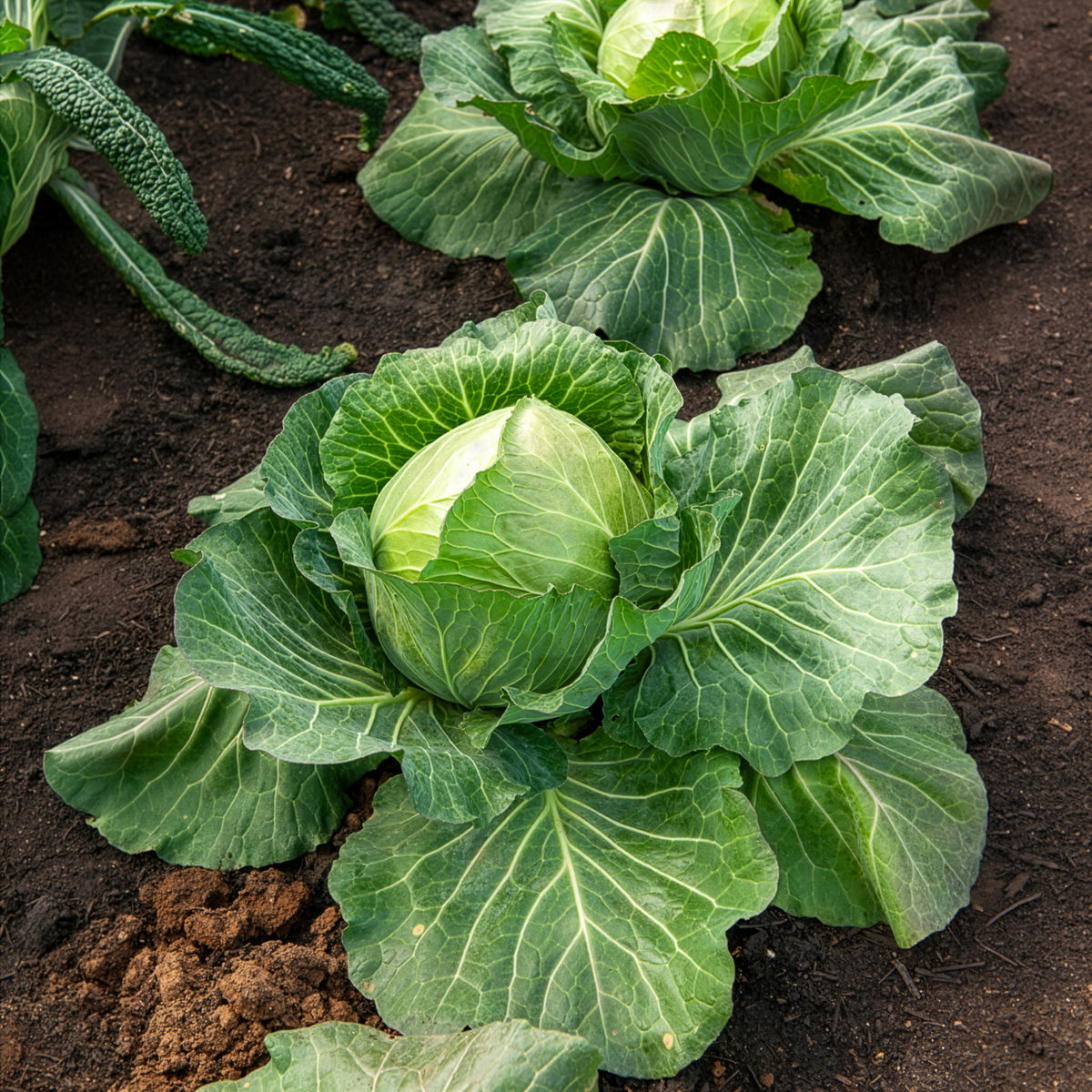 Chou cabus De Brunswick - Brassica oleracea capitata de brunswick - Willemse