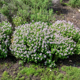 Thym d'hiver Bio - Willemse