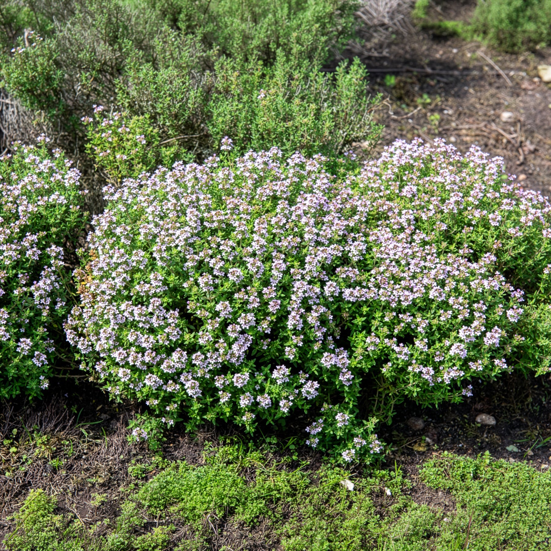 Thym d'hiver Bio - Willemse