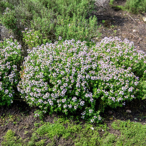 Thym d'hiver Bio - Willemse
