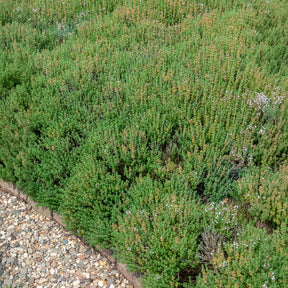 Thymus vulgaris - Thym d'hiver Bio - Graines d'aromatiques Bio