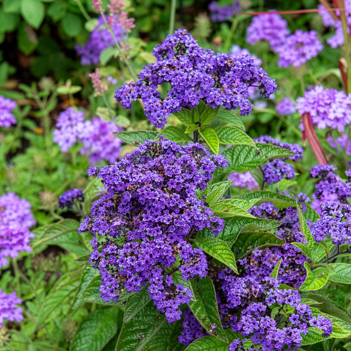 Heliotropium arborescens - Héliotrope du Pérou Marine - Graines de fleurs