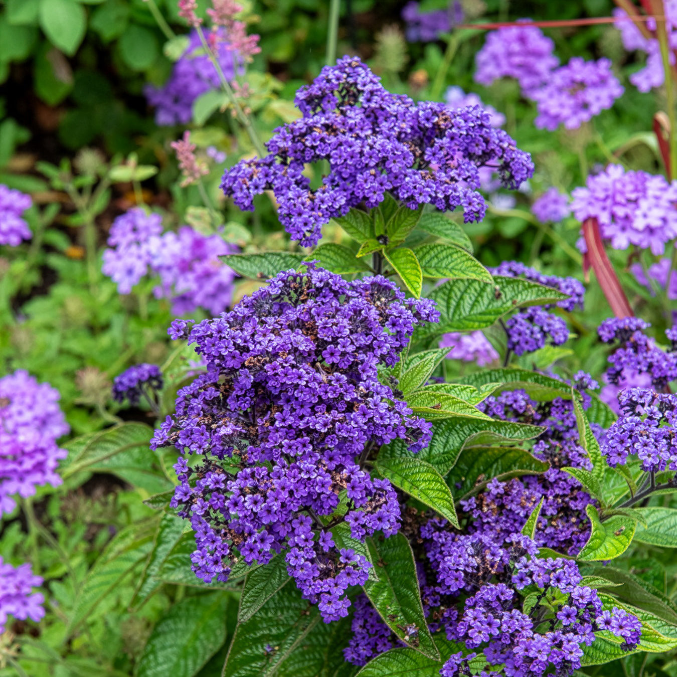 Heliotropium arborescens - Héliotrope du Pérou Marine - Graines de fleurs