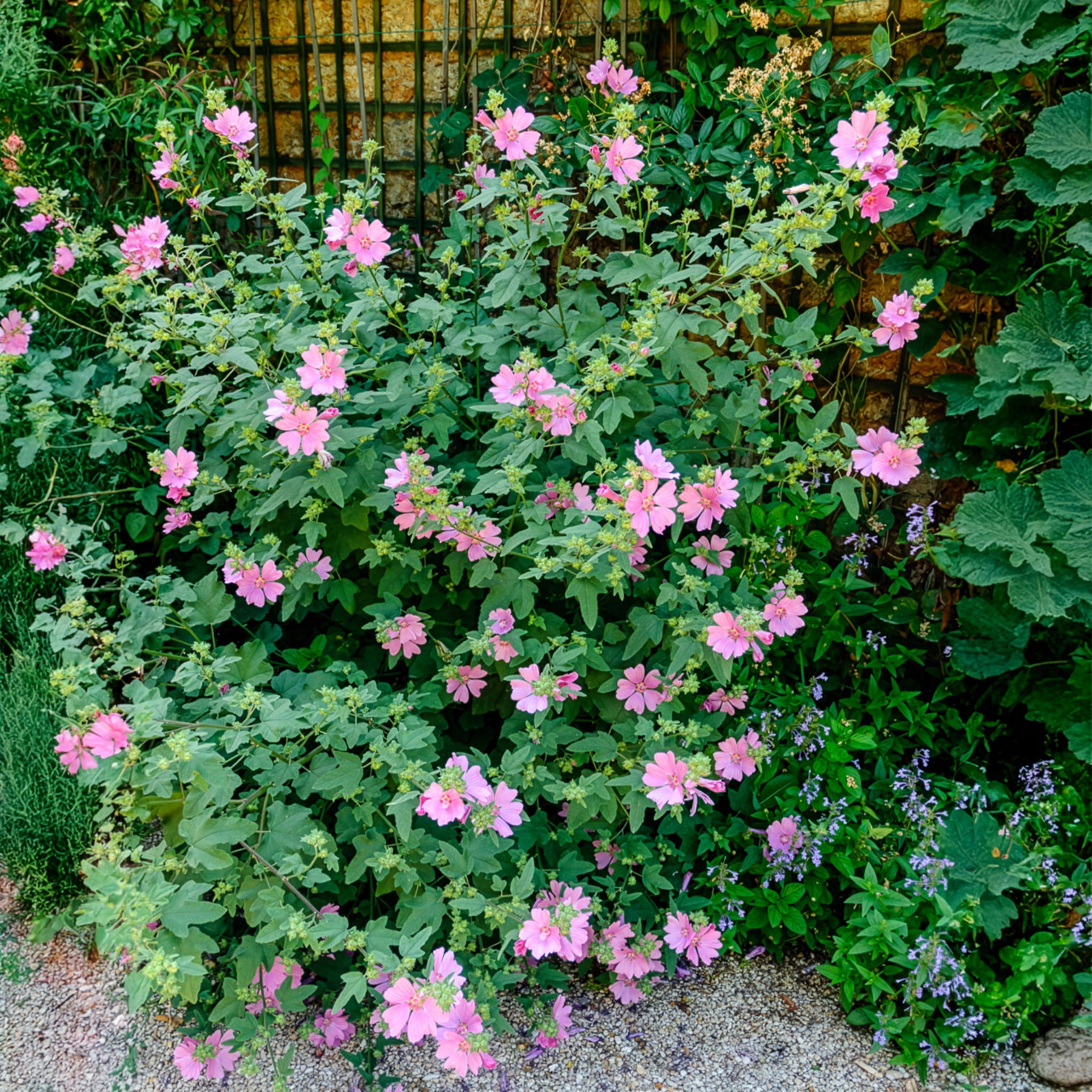 2 Lavatères - Lavatera - Willemse