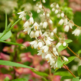 Deutzia pulchra - Willemse