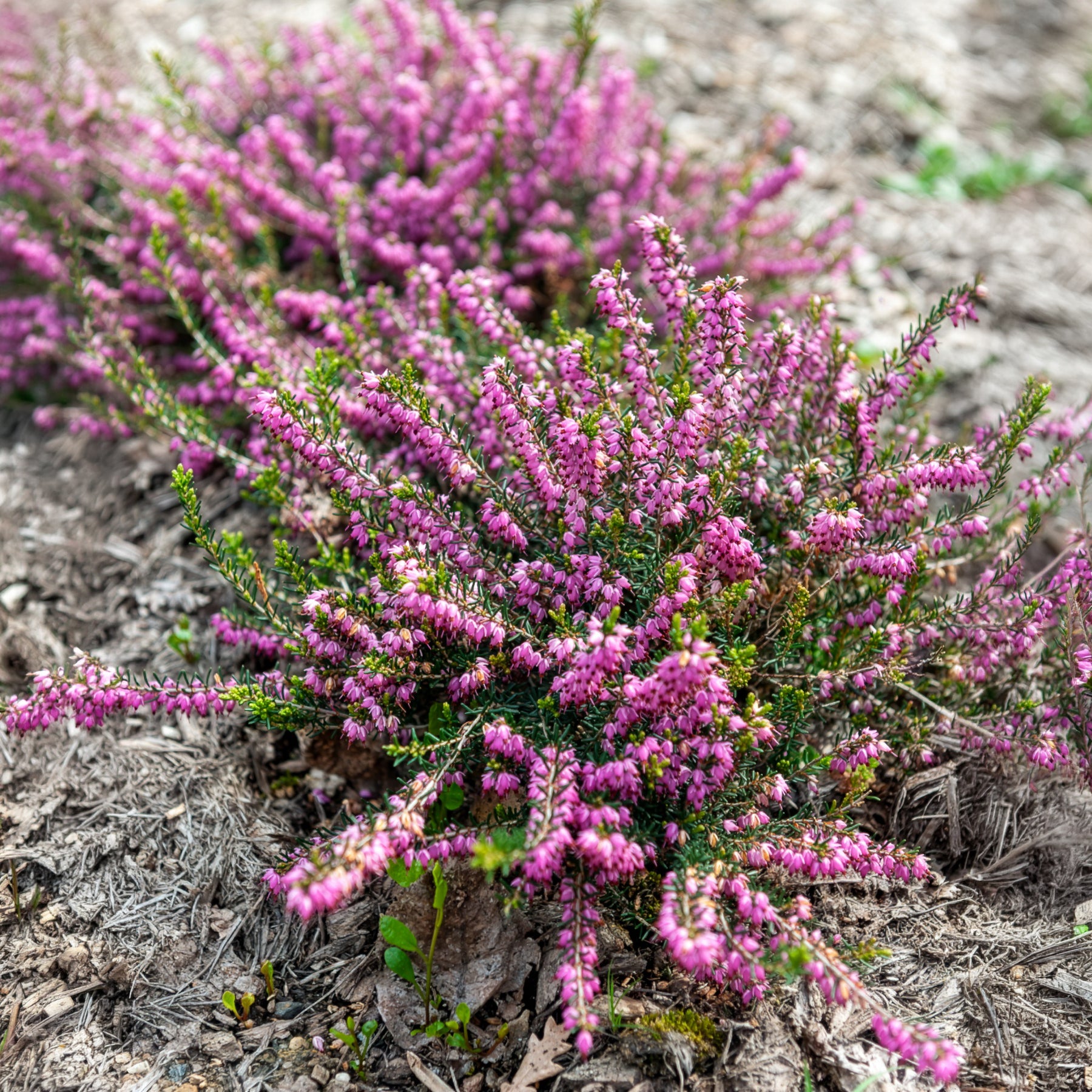Vente Bruyère d'hiver Ghost Hills - Erica darleyensis ghost hills