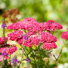 Achillée - Achillée millefeuille Paprika - Achillea millefolium Paprika