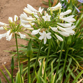 Agapanthe africaine blanche - Willemse