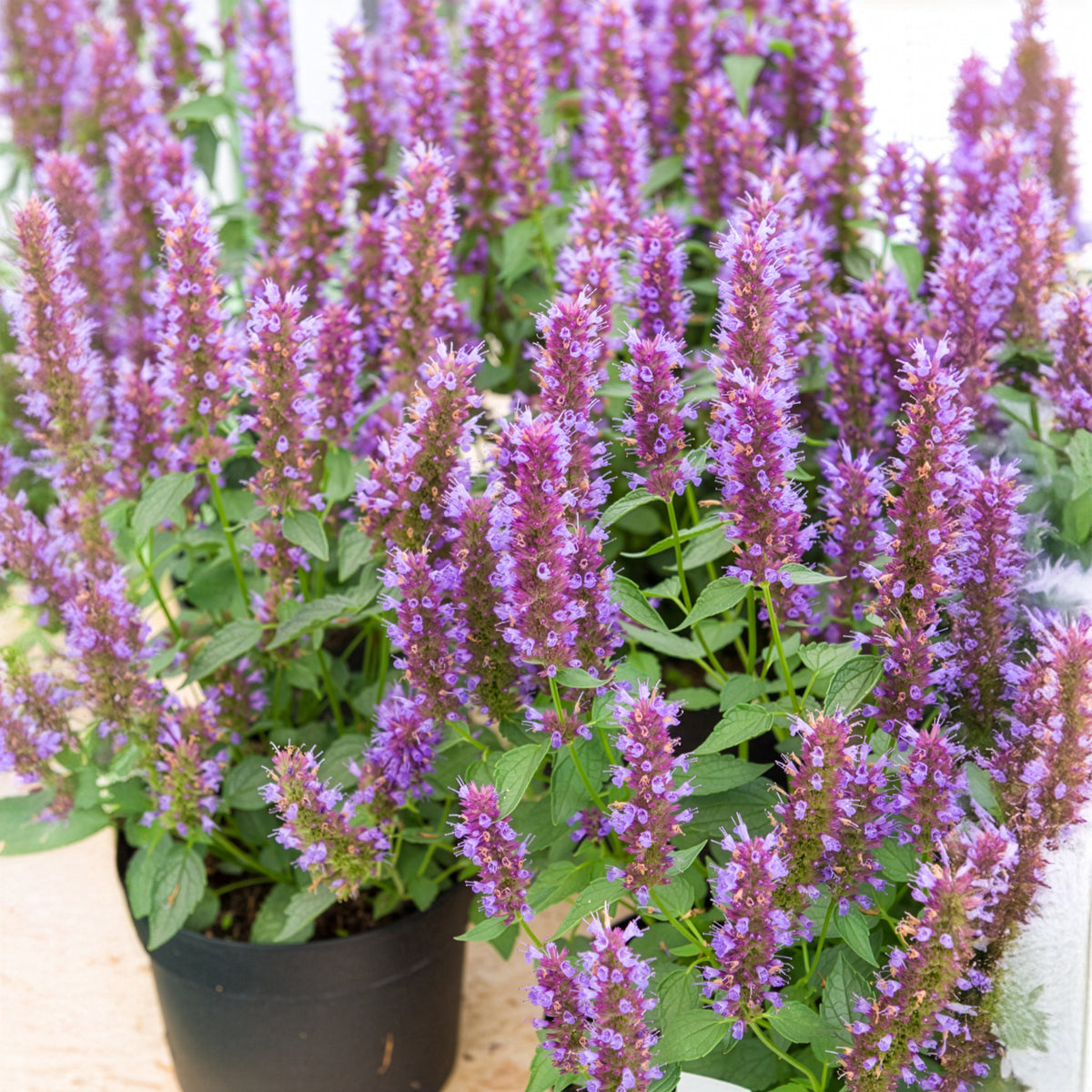 Agastache Beelicious Purple - Agastache Agapd Beelicious® Purple - Willemse
