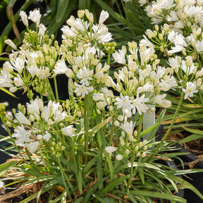 Agapanthe Double Diamond - Willemse