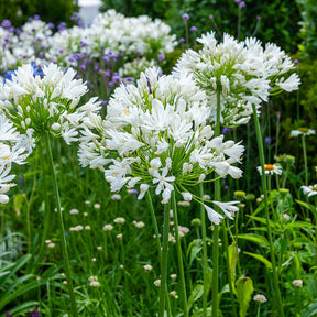 Agapanthus white heaven - Agapanthe White Heaven - Agapanthes