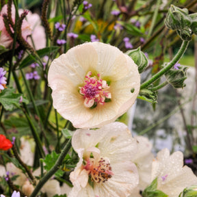 Alcalthaea Parkallee - Alcalthaea suffrutescens Parkallee - Willemse