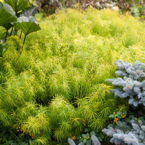 Amsonia hubrichtii - Amsonie hubrichtii - Amsonie