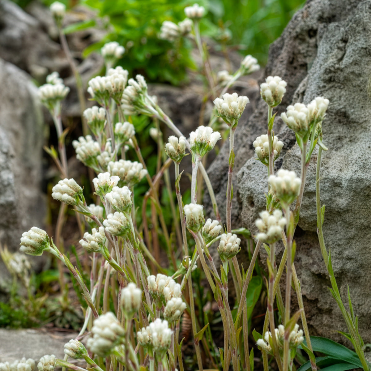 Antennaire dioïque Borealis - Willemse