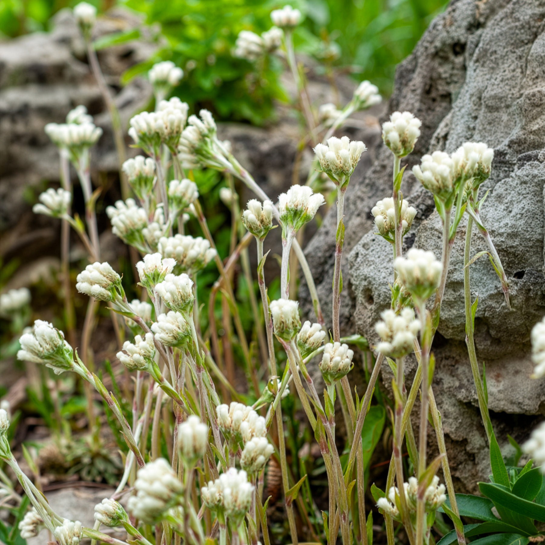 Antennaire dioïque Borealis - Antennaria dioica var. borealis - Willemse