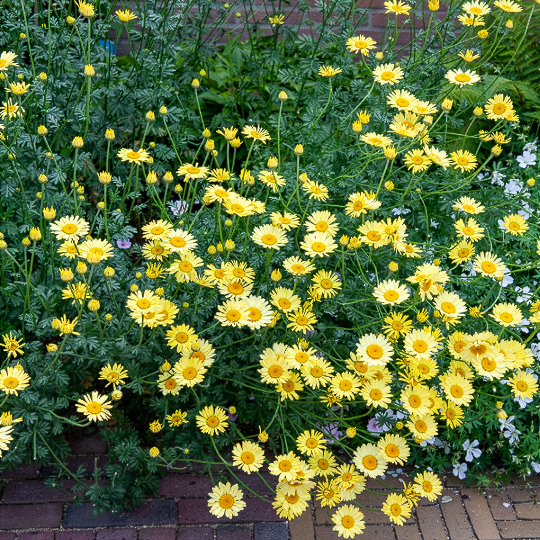 Camomille des teinturiers E.C. Buxton - Willemse