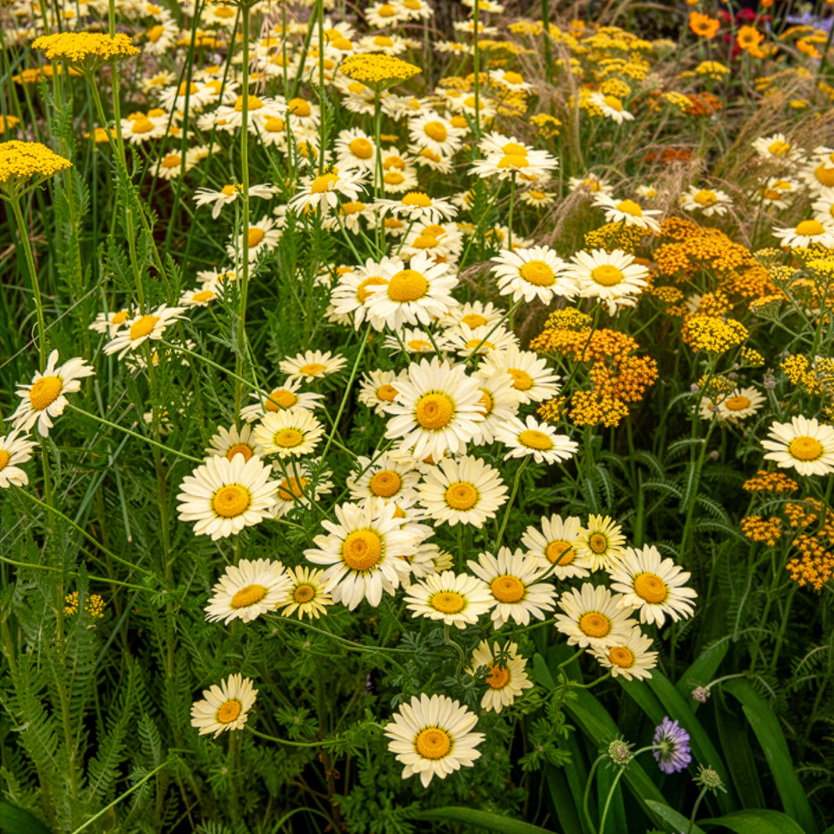 Camomille des teinturiers E.C. Buxton - Anthemis x hybrida E.C. Buxton - Willemse
