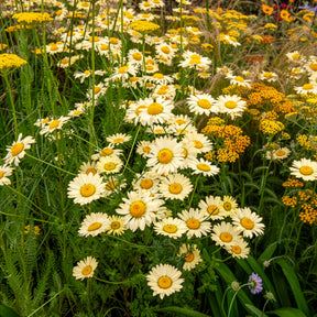 Camomille des teinturiers E.C. Buxton - Anthemis x hybrida E.C. Buxton - Willemse