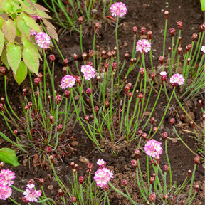 Gazon d'Espagne rose - Armeria maritima Rosea Compacta - Willemse