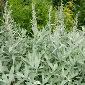 Artemisia ludoviciana valerie finnis - Armoise Valerie Finnis - Armoise