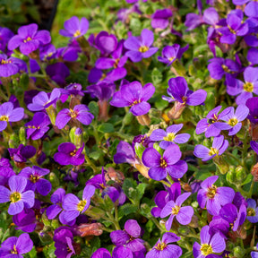 Aubriète Hamburger Stadtpark - Aubrieta Hamburger Stadtpark - Willemse