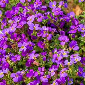 Aubrieta Hamburger Stadtpark - Aubriète Hamburger Stadtpark - Aubriete