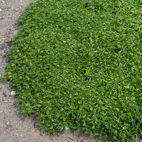 Vivaces couvre-sol - Azorelle - Azorella trifurcata