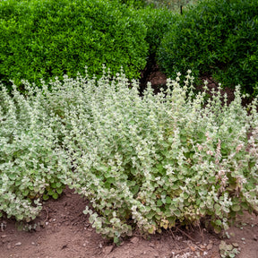 Vente Ballote pseudodictame - Ballota pseudodictamnus