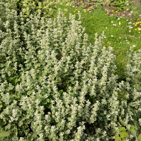 Ballota pseudodictamnus - Ballote pseudodictame - Plantes vivaces à feuillage persistant