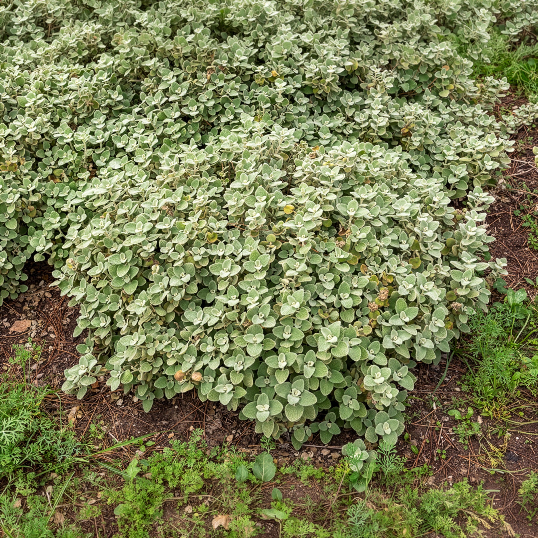 Vente Ballote pseudodictame