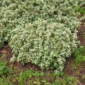 Vente Ballote pseudodictame