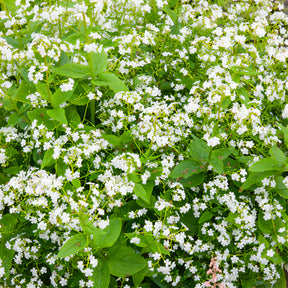 Myosotis - Myosotis du Caucase Betty Bowring - Brunnera macrophylla Betty Bowring