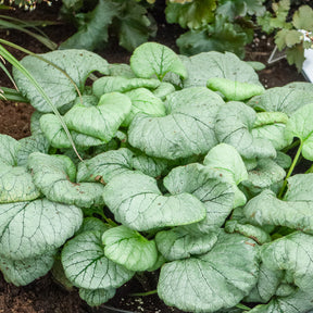 Myosotis du Caucase Looking Glass - Brunnera macrophylla Looking Glass - Willemse