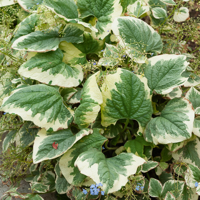 Brunnera macrophylla Variegata - Myosotis du Caucase panaché - Myosotis