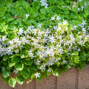 3 Campanules des murets E.H. Frost - Campanula poscharskyana e.h. frost - Willemse