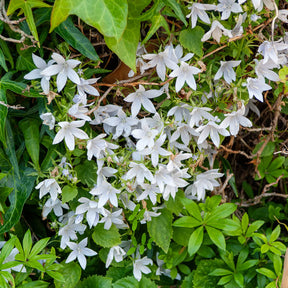 Campanula poscharskyana e.h. frost - 3 Campanules des murets E.H. Frost - Campanule