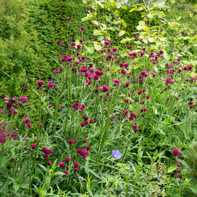 Cirse des ruisseaux - Willemse