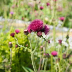Vente Cirse des ruisseaux - Cirsium rivulare atropurpureum