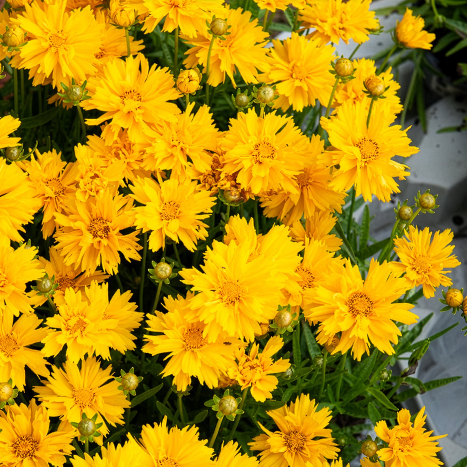 Coreopsis grandiflora Sunray - Coreopsis à grandes fleurs Sunray - Coréopsis