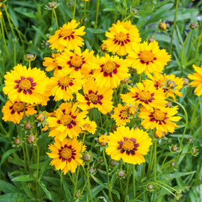 Coréopsis lancéolée Sterntaler - Willemse