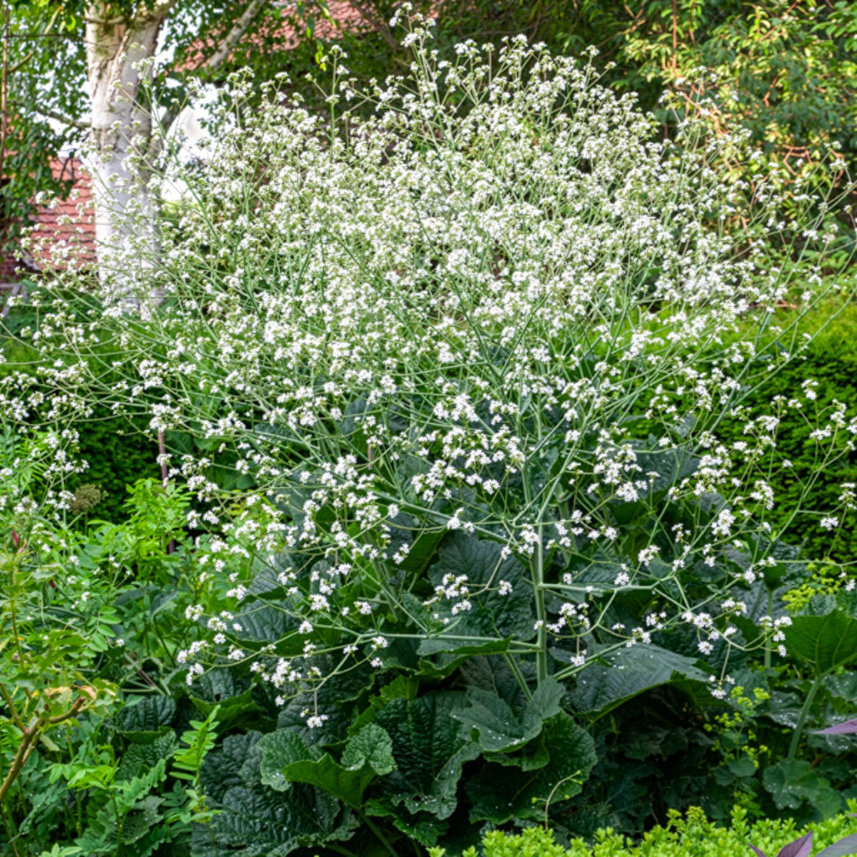 Chou nuage blanc - Crambe - Willemse